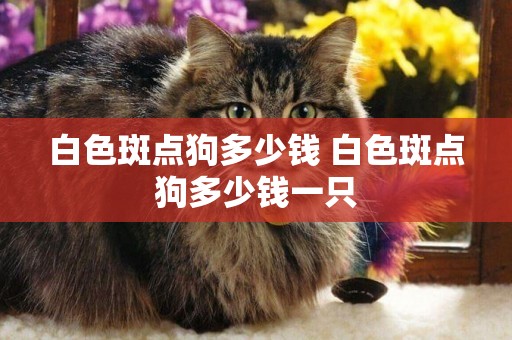 白色斑點狗多少錢 白色斑點狗多少錢一只