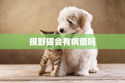 摸野貓會有病菌嗎
