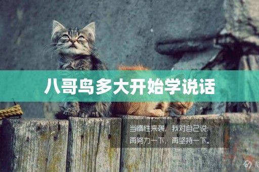 八哥鳥多大開始學說話