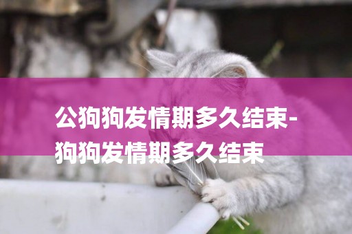 公狗狗發情期多久結束-
狗狗發情期多久結束