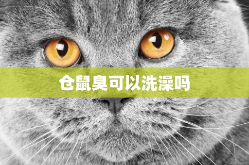 倉鼠臭可以洗澡嗎