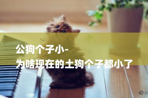 公狗個子小-
為啥現在的土狗個子都小了