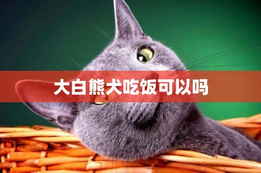 大白熊犬吃飯可以嗎