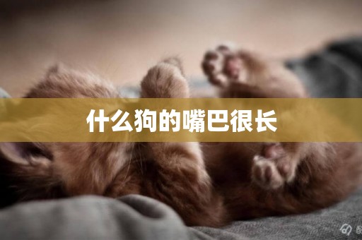 什么狗的嘴巴很長