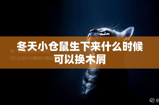 冬天小倉鼠生下來什么時候可以換木屑