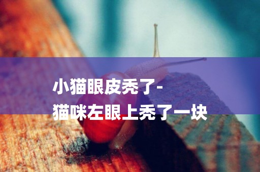 小貓眼皮禿了-
貓咪左眼上禿了一塊