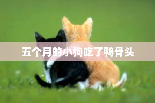 五個月的小狗吃了鴨骨頭
