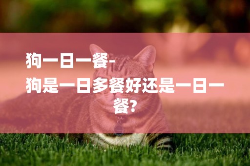 狗一日一餐-
狗是一日多餐好還是一日一餐?