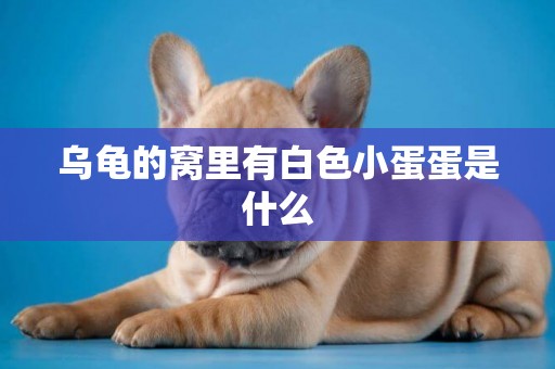 烏龜的窩里有白色小蛋蛋是什么