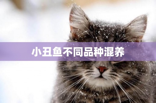 小丑魚不同品種混養
