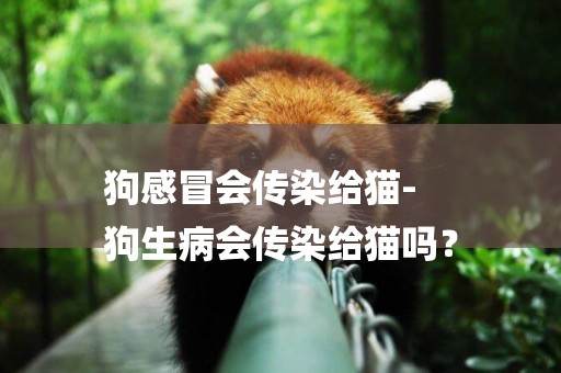 狗感冒會傳染給貓-
狗生病會傳染給貓嗎？