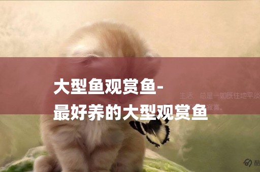 大型魚觀賞魚-
最好養的大型觀賞魚