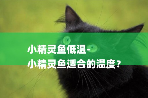 小精靈魚低溫-
小精靈魚適合的溫度？