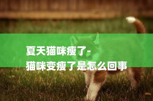 夏天貓咪瘦了-
貓咪變瘦了是怎么回事