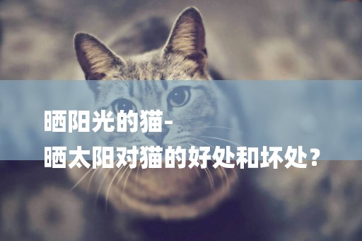 曬陽光的貓-
曬太陽對貓的好處和壞處？