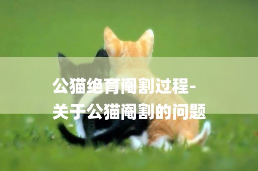 公貓絕育閹割過程-
關于公貓閹割的問題