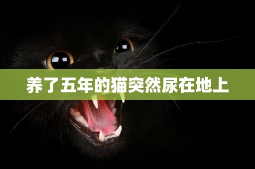 養了五年的貓突然尿在地上