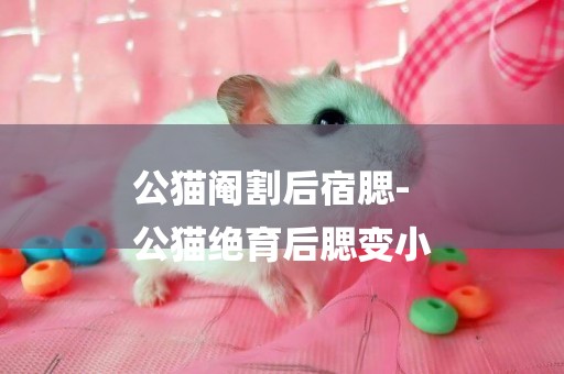 公貓閹割后宿腮-
公貓絕育后腮變小