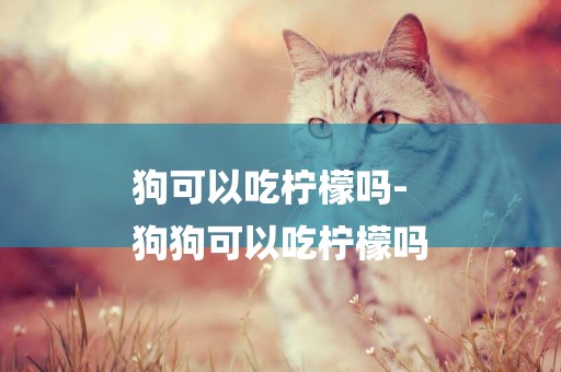 狗可以吃檸檬嗎-
狗狗可以吃檸檬嗎