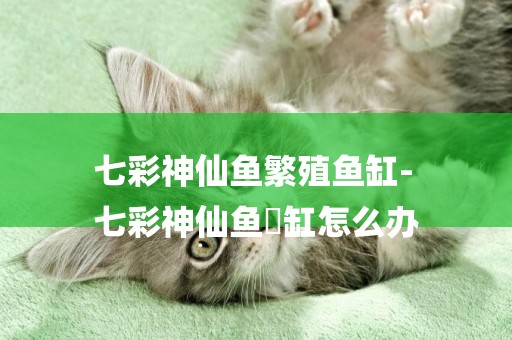 七彩神仙魚繁殖魚缸-
七彩神仙魚磳缸怎么辦