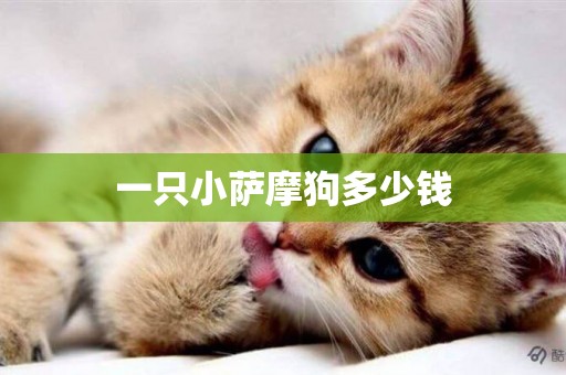 一只小薩摩狗多少錢