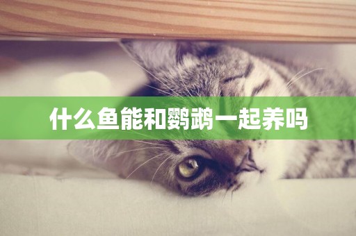 什么魚能和鸚鵡一起養嗎