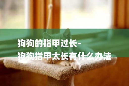 狗狗的指甲過長-
狗狗指甲太長有什么辦法