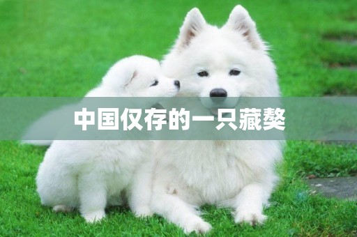 中國僅存的一只藏獒