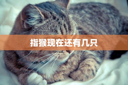 指猴現在還有幾只