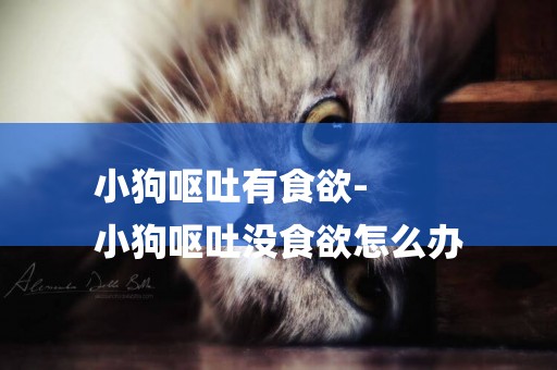 小狗嘔吐有食欲-
小狗嘔吐沒食欲怎么辦