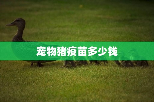 寵物豬疫苗多少錢