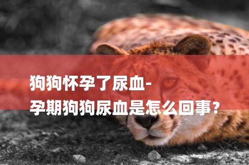 狗狗懷孕了尿血-
孕期狗狗尿血是怎么回事？