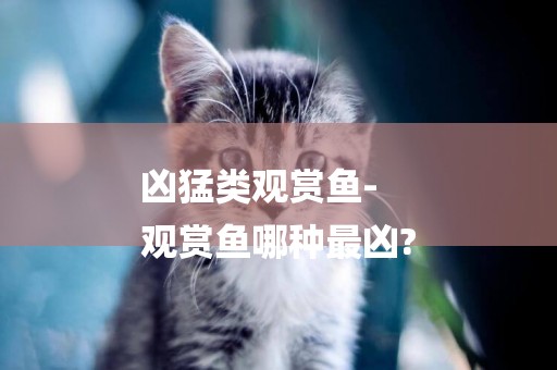 兇猛類觀賞魚-
觀賞魚哪種最兇?