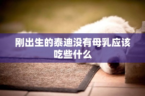 剛出生的泰迪沒有母乳應該吃些什么