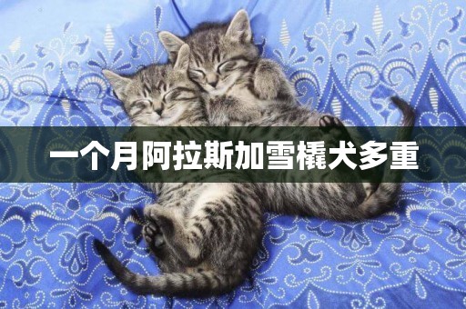 一個月阿拉斯加雪橇犬多重