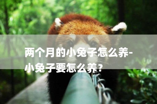 兩個月的小兔子怎么養-
小兔子要怎么養？