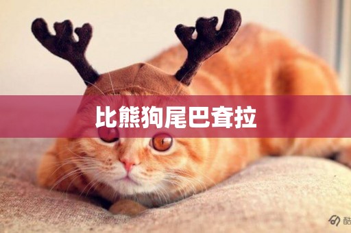 比熊狗尾巴耷拉