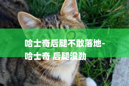 哈士奇后腿不敢落地-
哈士奇 后腿沒勁