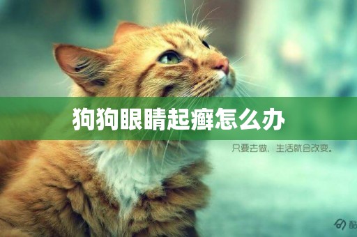 狗狗眼睛起癬怎么辦