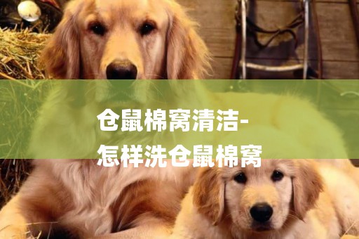倉鼠棉窩清潔-
怎樣洗倉鼠棉窩