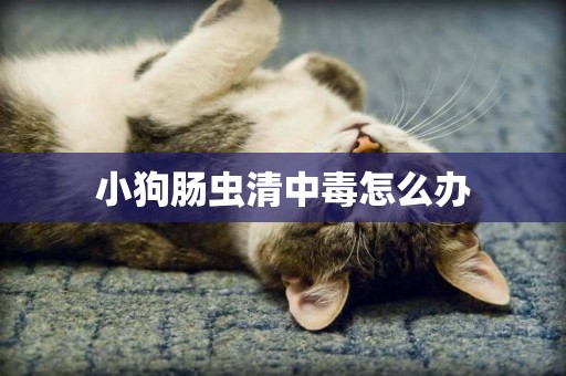 小狗腸蟲清中毒怎么辦