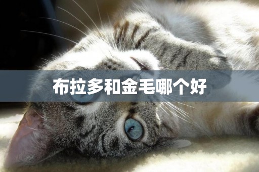 布拉多和金毛哪個好