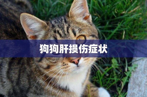 狗狗肝損傷癥狀