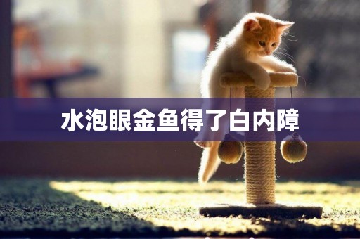 水泡眼金魚得了白內障