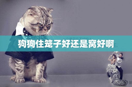 狗狗住籠子好還是窩好啊