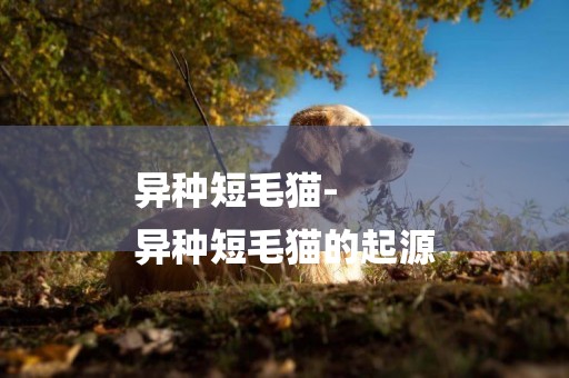 異種短毛貓-
異種短毛貓的起源