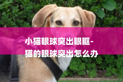 小貓眼球突出眼眶-
貓的眼球突出怎么辦