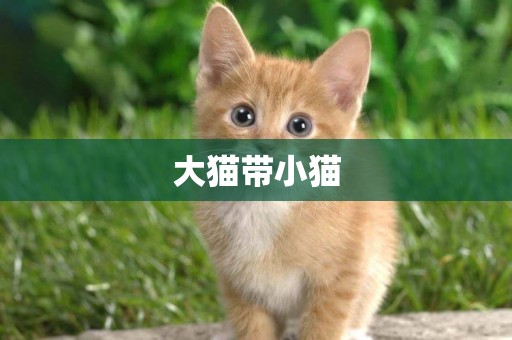 大貓帶小貓