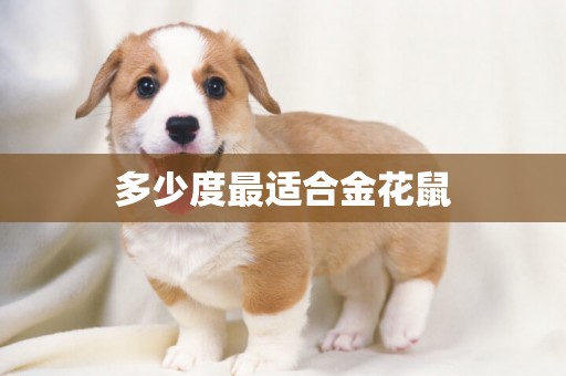 多少度最適合金花鼠