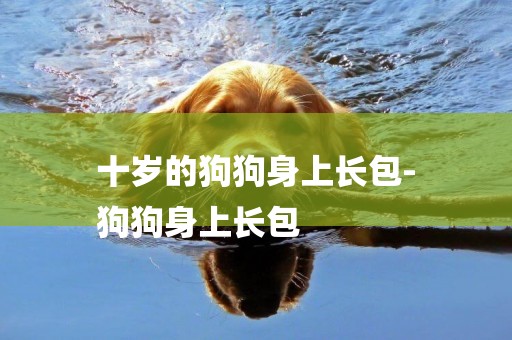 十歲的狗狗身上長包-
狗狗身上長包